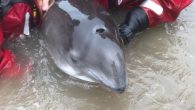 A woman had first waded in and tried to help the mammal, which was spotted in trouble on the shore in Birkdale, Merseyside, on Tuesday afternoon. Volunteers from Southport Lifeboat then managed to free the porpoise with help from British […]