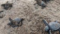 Antalya’nın Alanya ilçesinde oltaya takılan caretta caretta, tur teknesi kaptanı tarafından kurtarılarak denize salındı. İlçede günübirlik gezi turu düzenleyen tekne kaptanı Turgay Meşe, Alanya Kalesi açıklarında deniz yüzeyinde caretta carettanın çırpındığını gördü. Denize atlayan Meşe, deniz kaplumbağasını saplanan iğne ve […]