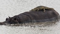 Even when the hippo began to move, the cheeky croc didn’t get the hint and stayed in position for about 15 minutes before swimming off. The moment was caught on camera in South Africa’s Kruger National Park by field guide […]