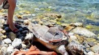 İzmir’in Narlıdere İlçesi’nde, naylon benzeri bir atık yutarak telef olduğu tahmin edilen caretta caretta türü deniz kaplumbağası sahile vurdu. Çevredekilerin haber vermesi üzerine çürümeye yüz tutmuş kaplumbağa ölüsü, belediye ekipleri tarafından sahilden alındı. Narlıdere İlçesi Sahilevleri’nde sabah saatlerinde yürüyenler, kıyıda hareketsiz […]