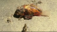 BALI, Indonesia — A diver who plunged into the water off the coast of Bali captured video of a fish that has puzzled scientists around the world. Emeric Benhalassa captured what appears to be a fish walking across the seafloor […]