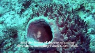 Belize is a small Central American country tucked between Mexico and Guatemala, but it offers big-time diving in the Caribbean Sea. Belize’s Turneffe Atoll features fantastic diving, including the site Black Coral Wall, where you can see thriving communities of […]