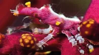 The wire coral crab (Xenocarcinus tuberculatus) often lives on whip corals and can take flesh from its host as camouflage The Coral Triangle in the western Pacific Ocean is home to the greatest variety of marine life on the planet. […]