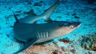 KOTA KINABALU: A skin infection seems to be affecting at least one species of sharks in Sabah’s east coast waters. For years, the whitetip reef shark has been hunted for its fins. Now, this skin infection seems to have taken […]