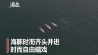 Five rare pink Chinese White dolphins were unexpectedly spotted by tourists on an island in Shantou, South China’s Guangdong Province on Monday, stunning many netizens with their dreamy colors, with some proclaiming that the real “dolphin princess” has finally made […]