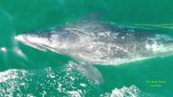 By Courtney Teague SANTA CRUZ COUNTY, CA — Officials are asking residents of the Monterey Bay area and Northern California to keep an eye out for a months-old gray whale that became entangled in fishing gear, The Mercury News reported. […]