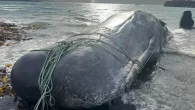 The sperm whale stranded on Raasay with ropes around its head (Photo: Norman Gillies/BDMLR) A sperm whale recently freed from entanglement by the British Divers Marine Life Rescue (BDMLR) has tragically died just a few days later. The whale had […]